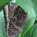 Blue Morpho Butterfly (Tony Hisgett via wikicommons)