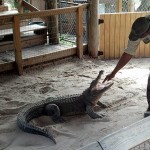 gator-hand