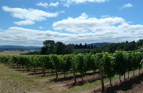 Penner-Ash Winery, Willamette Valley Oregon (Jennifer Miner)