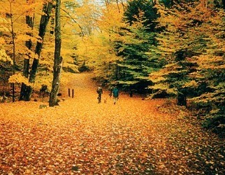 Fall Foliage at its Peak in Upstate New York (visitadirondacks.com)