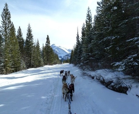 Dog Sledding in Banff National Park, Alberta Canada (Jennifer Miner)