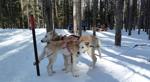 Howling Dogs Dog Sledding Banff Canmore Alberta Canada (Jennifer Miner)