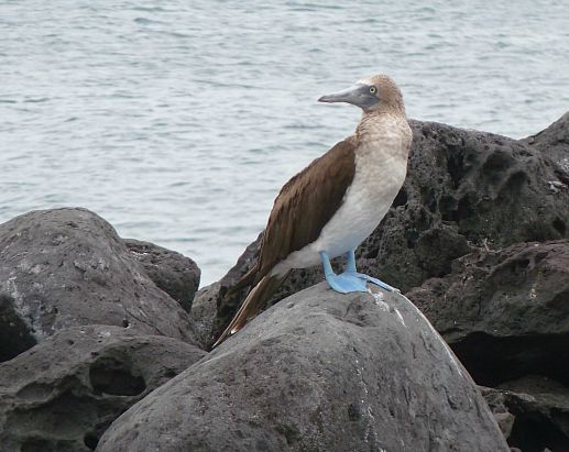 A Blue Footed Booby in the Galapagos Islands (Jennifer Miner)
