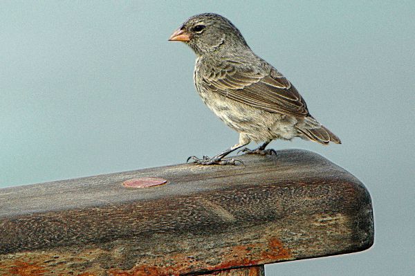 Darwin's Finch on Galapagos Santa Cruz Island (Cayambe via wikicommons)