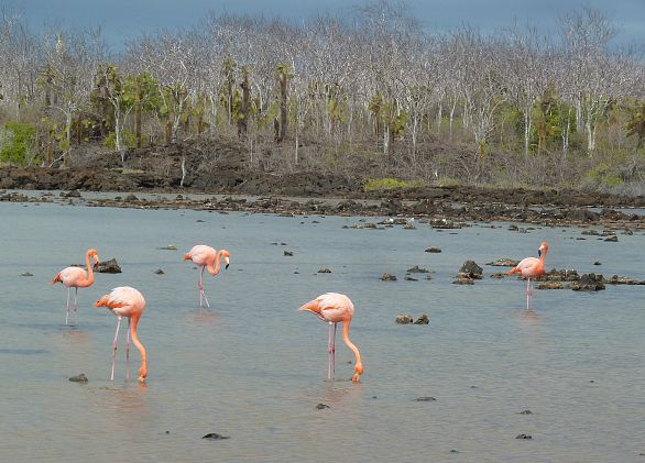 Galapagos Flamingos Filter Feeding on isabela Island - Birds of the Galapagos Islands (Jennifer Miner)