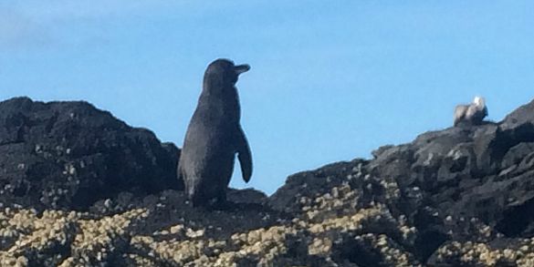 Galapagos Penguin on Floreana Island, Birds of the Galapagos islands (Jennifer Miner)
