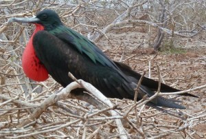 Great Frigatebird Showing Red Gular Sac in the Galapagos (Jennifer Miner)
