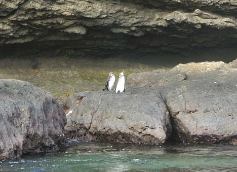 Pair of Galapagos Penguins on Floreana Island, Birds of the Galapagos Islands (Jennifer Miner)