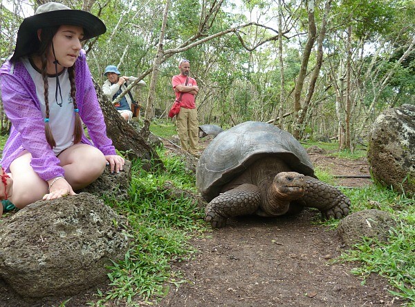 Galapagos Giant Tortoise at Charles Darwin Research Station on Santa Cruz Island (Jennifer Miner)