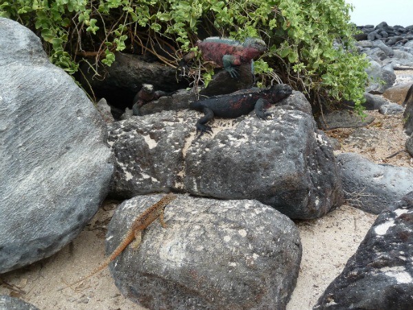 Two Marine Iguanas - Reptiles of the Galapagos Islands (Jennifer Miner)