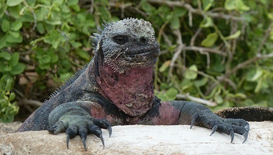 Marine Iguana Sunbathing in the Galapagos Islands (Jennifer Miner)
