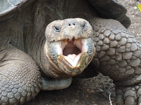 Old Galapagos Giant Tortoise - Reptiles of the Galapagos Islands (Jennifer Miner)