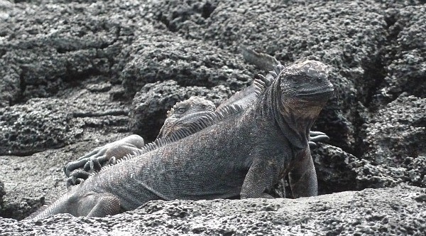 Two Marine Iguanas - Reptiles of the Galapagos Islands (Jennifer Miner)