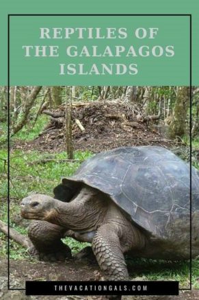 Reptiles of the Galapagos Islands are of wildly varying renown, mostly because the Galapagos Giant Tortoise is so famous. Remember all the media chatter when Lonesome George died? Meanwhile, the poor little gecko gets practically no airplay.