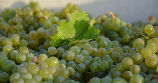 Sauvignon Blanc grapes to be weighed at Cakebread Cellars (Randy Johnson, Napa Valley Vintners)