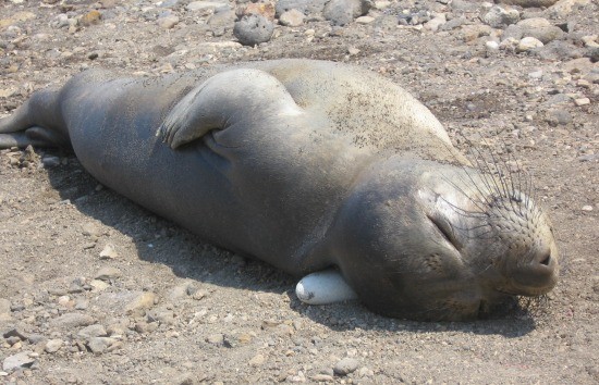 US National Parks near Los Angeles: Channel Islands' Santa Cruz harbor seal snoozing in the sun