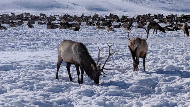 Elk Preserve Wyoming